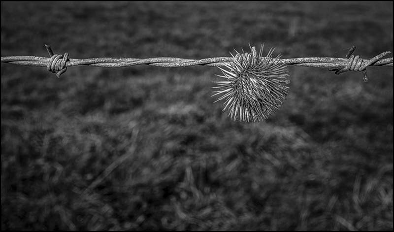 Teasel on barbed wire_Russell  Hynard_set.i02.tif